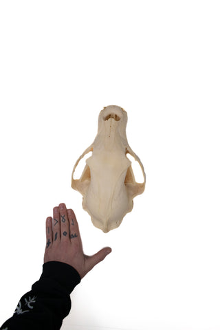 Image of black bear skull #8