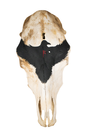 Image of raven and ansuz rune cow skull
