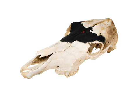 Image of raven and ansuz rune cow skull