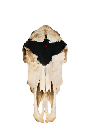 Image of raven and ansuz rune cow skull