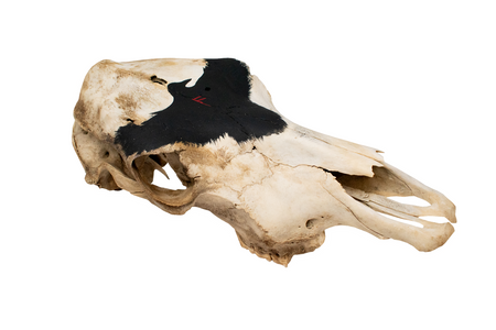 raven and ansuz rune cow skull