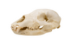 black bear skull #3