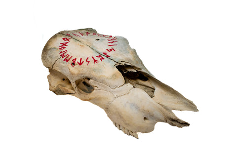 Image of runic circle cow skull