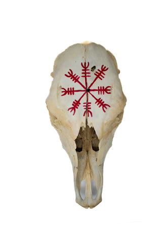 Image of Helm of Awe cow skull