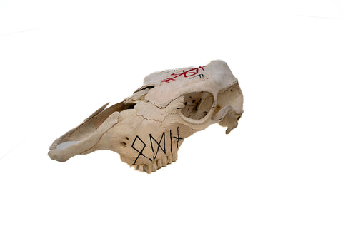 Image of Odin bindrune cow skull