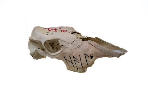 Image of Odin bindrune cow skull