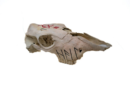 Odin bindrune cow skull