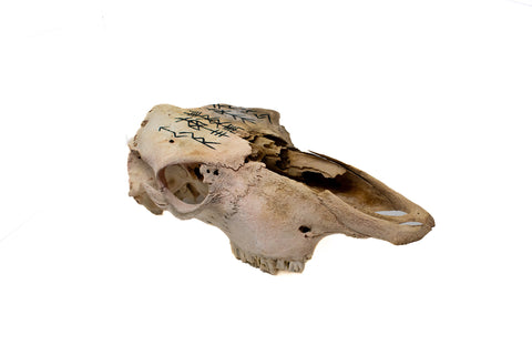 Image of bindrunes for the norse gods cow skull