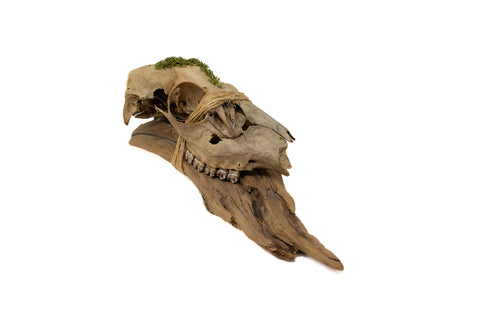 Image of driftwood & deer skull wall hanger