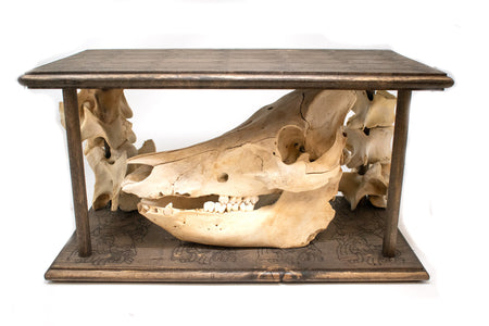 skull display - with pig skull