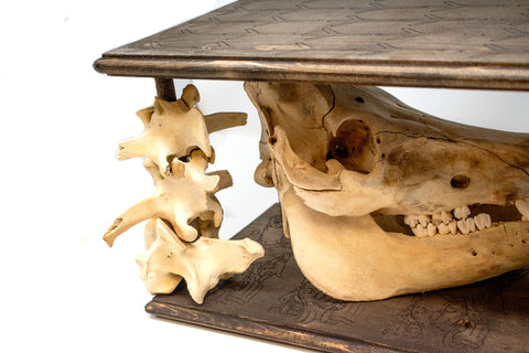 Image of skull display - with pig skull
