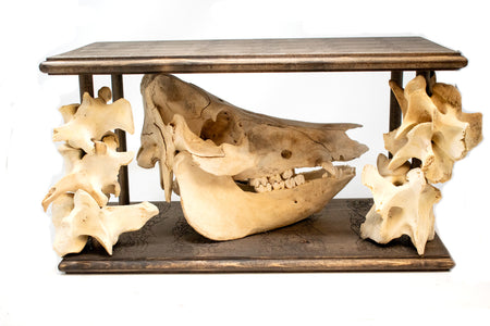 skull display - with pig skull