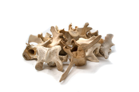 Image of deer vertebra