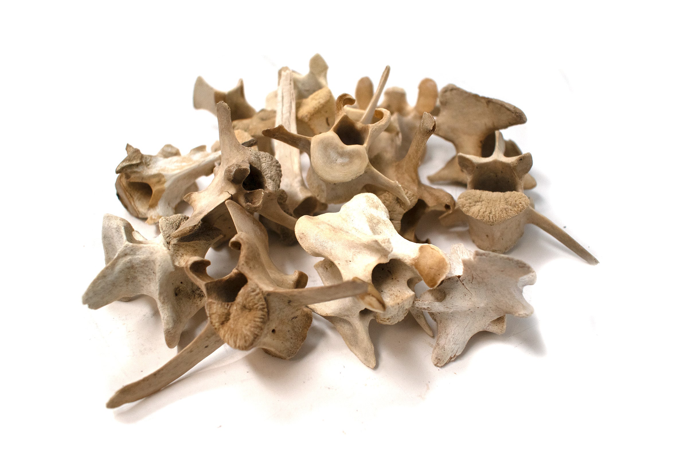 Ethically Sourced Deer Vertebra – Ritual Offering & Altar Talisman