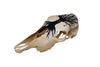 Yggdrasil cow skull