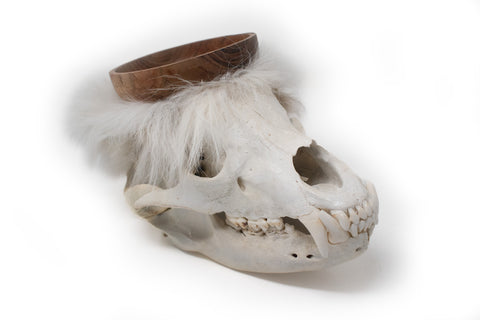 Image of black bear skull offering bowl #2