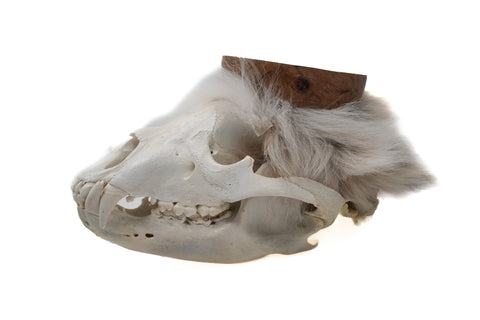 Image of black bear skull offering bowl #2