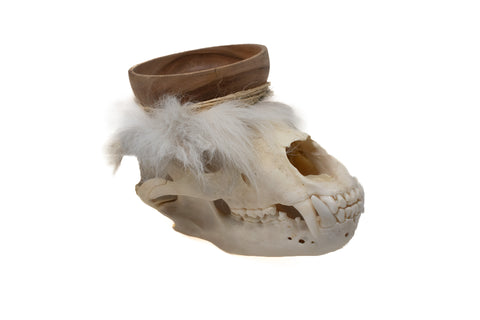 Image of black bear skull offering bowl #3