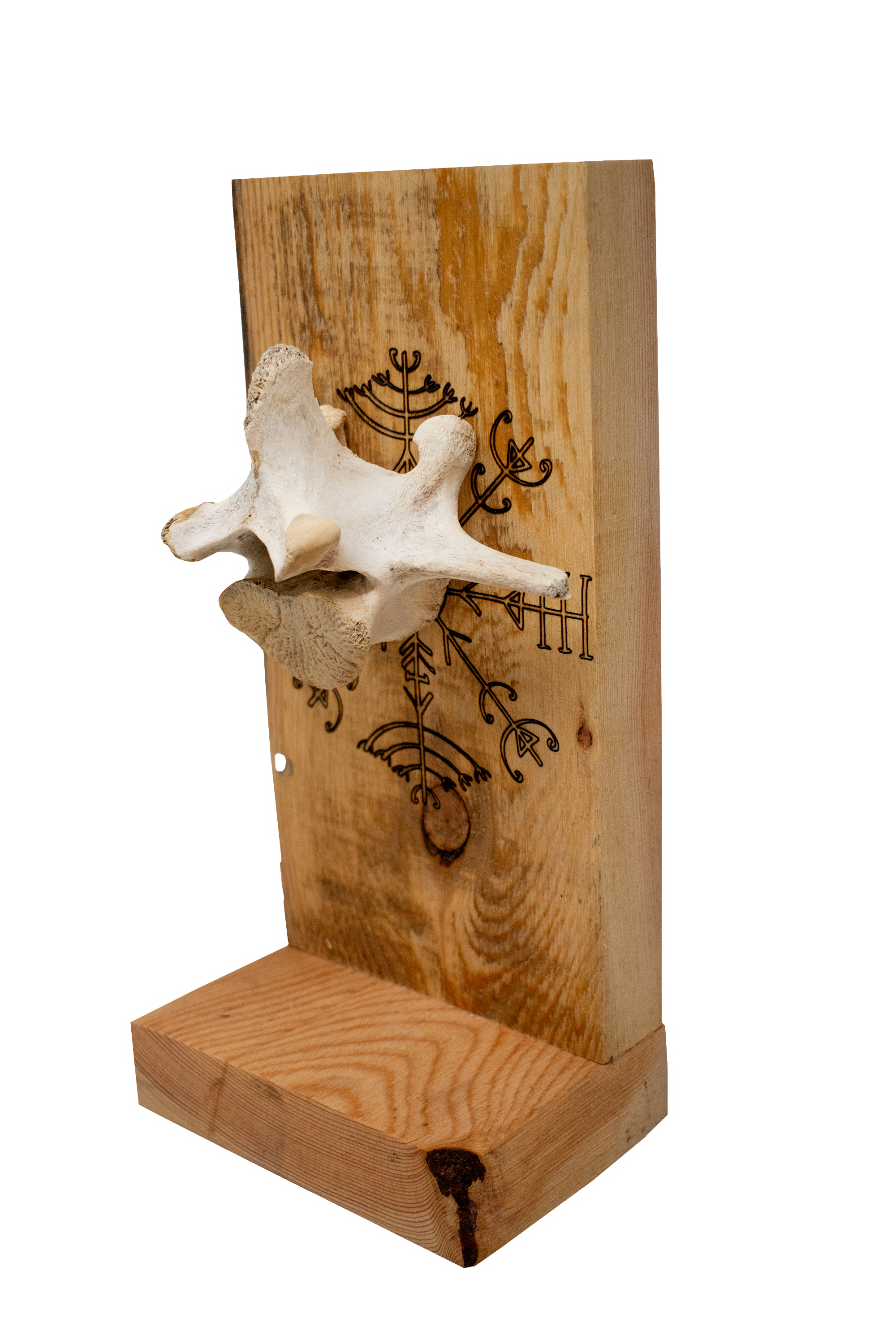 veldismagn elk vertebra altar