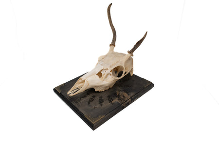 Odin bindrune deer skull hanger