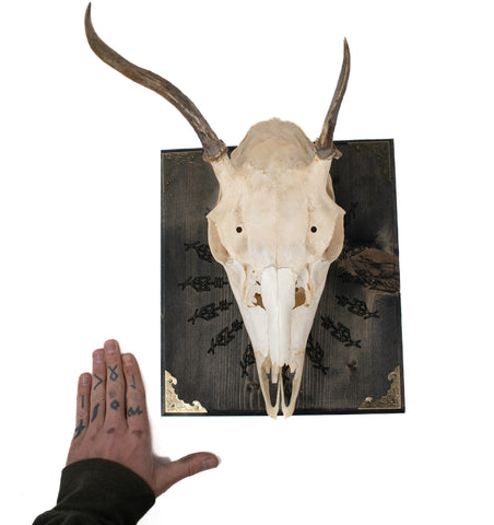 Image of Odin bindrune deer skull hanger