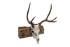 Icelandic magical staves euro mount