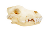 gray wolf skull