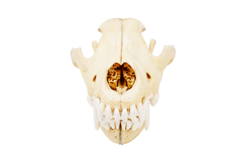 Image of gray wolf skull