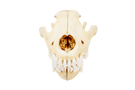 gray wolf skull