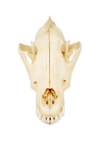 Image of gray wolf skull