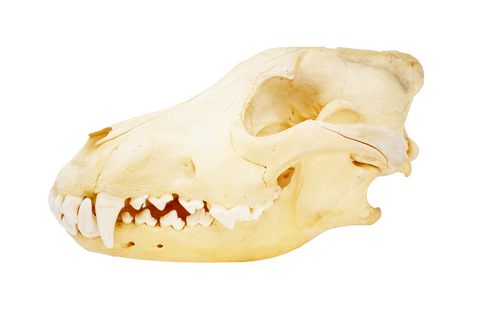 Image of gray wolf skull