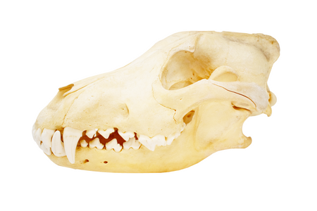 gray wolf skull