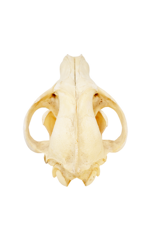 Image of gray wolf skull