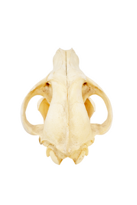 gray wolf skull