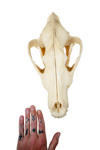 Image of gray wolf skull