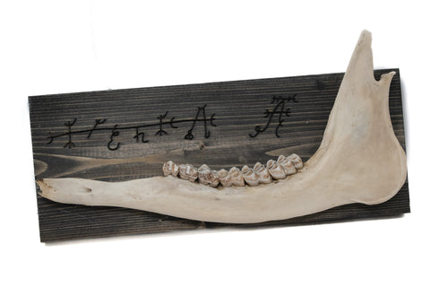 Image of norse symbols deer jawbone wall hanger