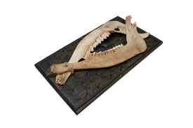 home protection bindrune double elk jawbone hanger