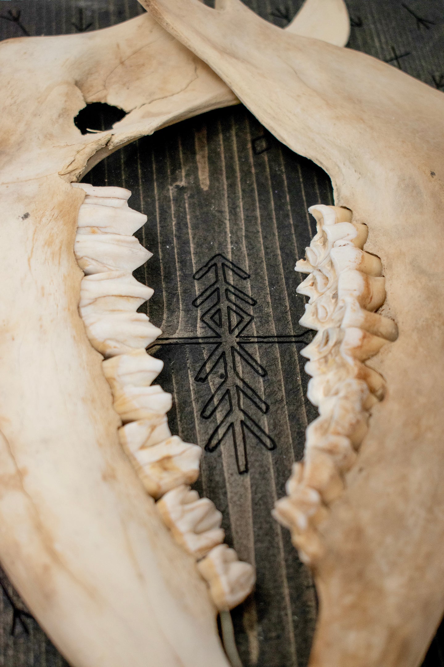 home protection bindrune double elk jawbone hanger