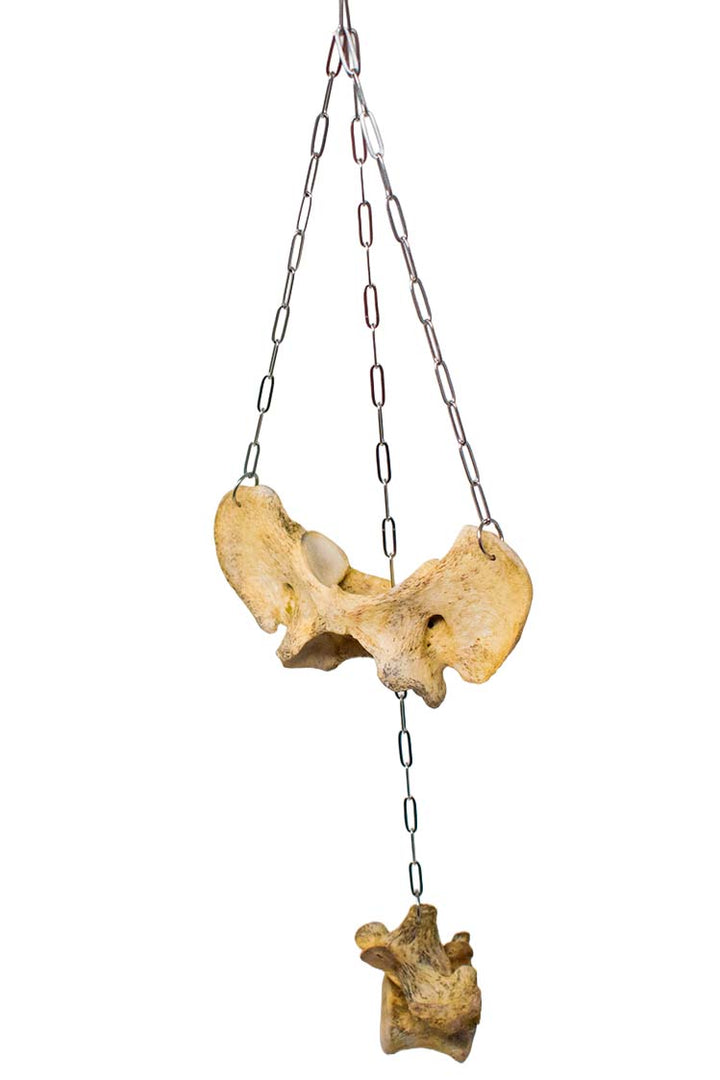 wolf bone wind chime