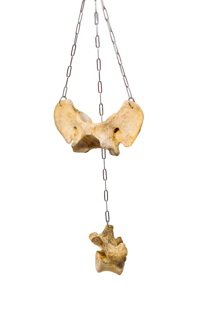 wolf bone wind chime