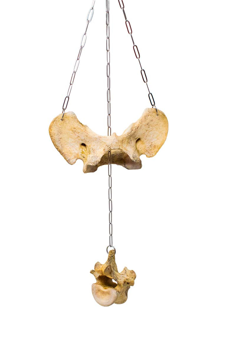 wolf bone wind chime