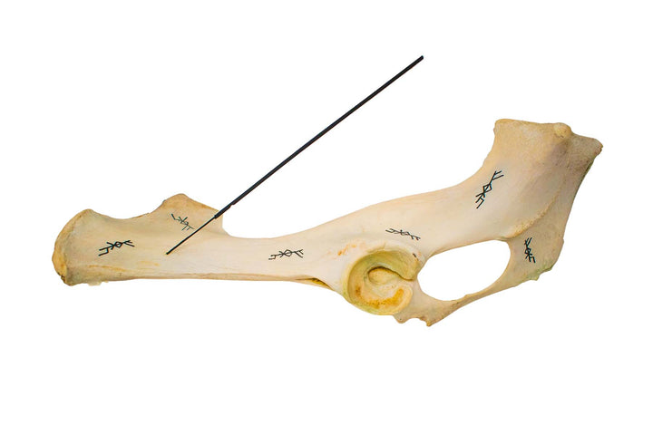 cow bone incense dish with prosperity bindrune