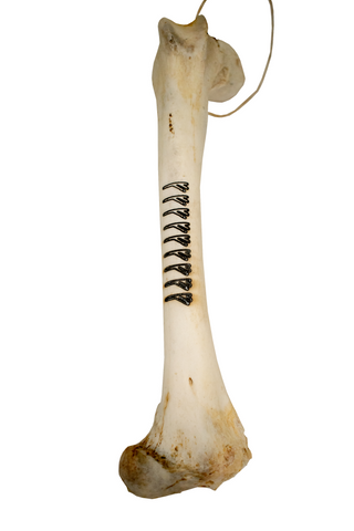 Image of deer leg talismans