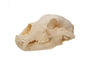 black bear skull #6