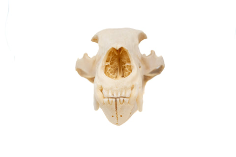 Image of black bear skull #6