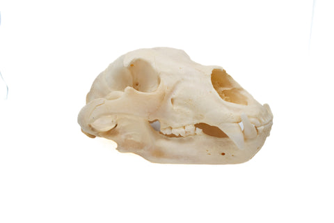 Image of black bear skull #6