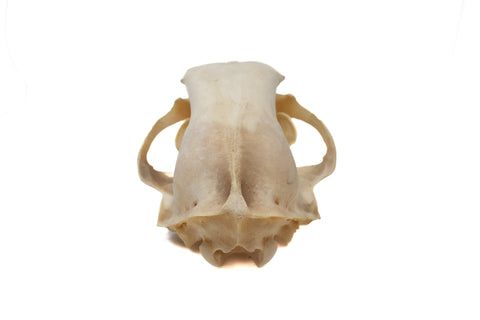 Image of black bear skull #6