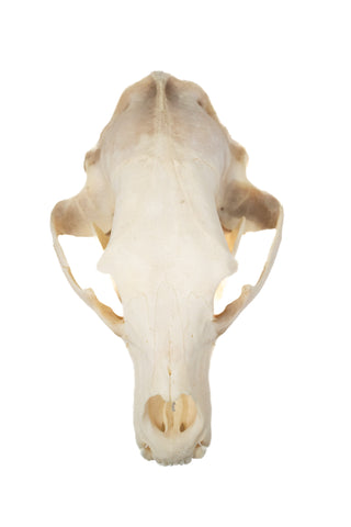 Image of black bear skull #6