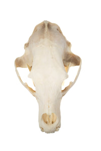 black bear skull #6