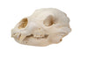 black bear skull #7